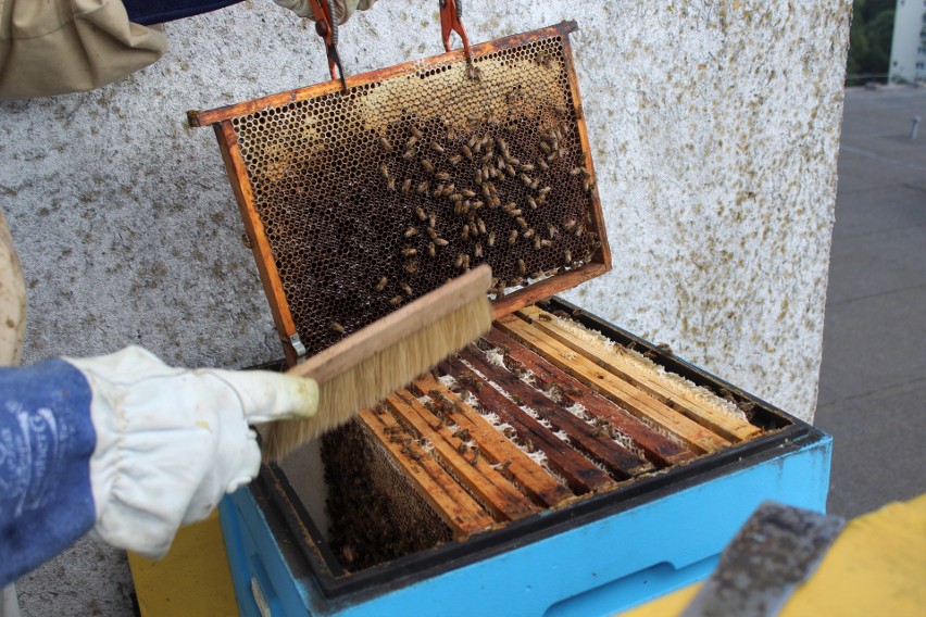 Cztery pszczele rodziny mieszkają na dachu Urzędu Miasta Gdyni. To nawet 100 tys. owadów, które dały aż 43 kg miodu!