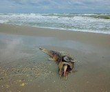 Naukowcy z Uniwersytetu Rzeszowskiego i Ukrainy: Przez wojnę mogą wyginąć ssaki morskie Morza Czarnego 