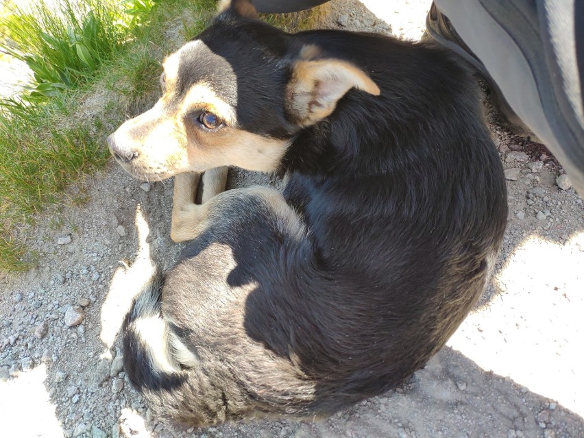 Tatry: Turyści znieśli ze szczytu Świnicy wycieńczonego... psa. Ktoś go tam porzucił?