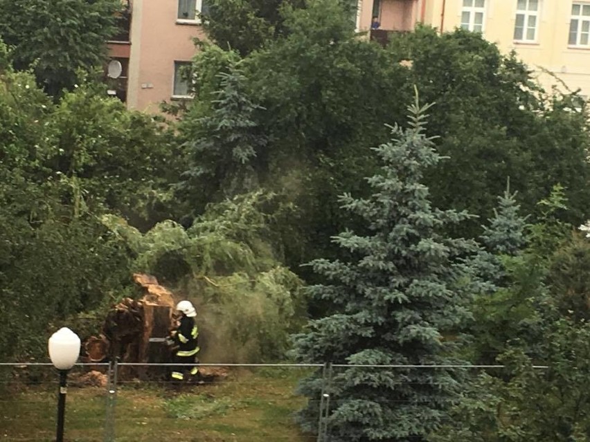 Wierzba na placu Bema poległa w walce z burzą