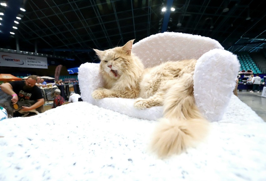 (2-3.09.2023) Międzynarodowa wystawa kotów rasowych Cat Show...
