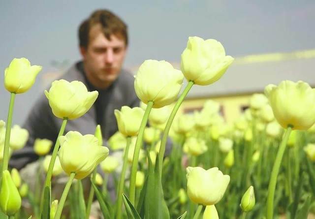 Roman Juszczyk, pracownik gospodarstwa ogrodniczego w Chrzypsku Wielkim, wśród tulipanów "Maria Kaczyńska&#8221;. Podczas trzydniowego pikniku między zagonami przewinęło się prawie 20 tys. osób.