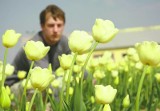 Zakwitły tulipany  "Maria Kaczyńska" (zdjęcia)