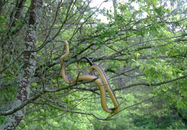 W Polsce występują cztery gatunki węży, w tym jeden dusiciel. Mowa o wężu Eskulapa, który nie dość, że jest jedynym dusicielem, to jeszcze potrafi doskonale wspinać się po drzewach.