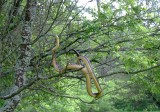 Węże w polskich lasach! "Ten rzadki gatunek potrafi doskonale się wspinać po drzewach" [zdjęcia]