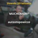 Miśki, łapiduchy, sałaciarze, muchomory i pielgrzymi. Sprawdź, kogo możemy spotkać na drodze!