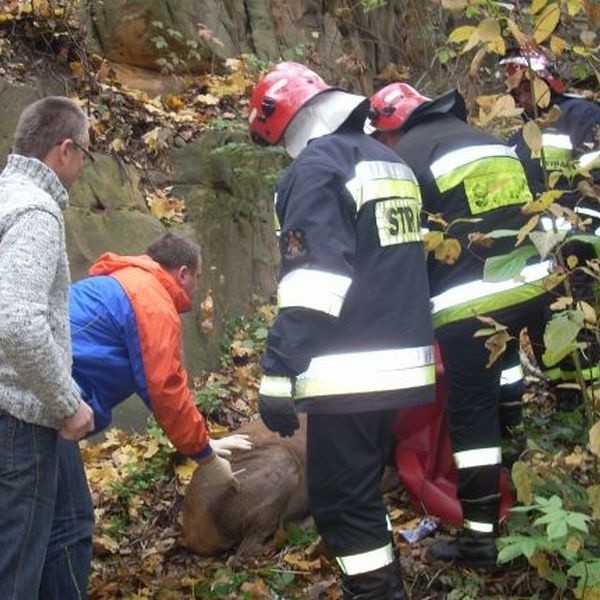 Weterynarz dal zastrzyk rannemu zwierzęciu. Przewieziono je potem do gospodarstwa w gminie Mirzec.