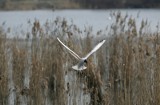 Zobacz ptaki śląskich stawów. Spacer Ornitologiczny na Żabich Dołach w Chorzowie