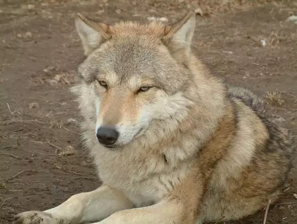 Wilki widziano w gminie Kluczewsko. Gmina wystosowała ostrzeżenie do mieszkańców.