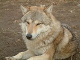 Widziano dwa wilki. Gmina Kluczewsko ostrzega mieszkańców Dobromierza i Jeżowca