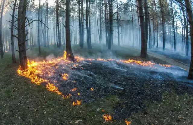 Od kilku dni leśnicy i strażacy borykają się z podpaleniami w podtoruńskich lasach.