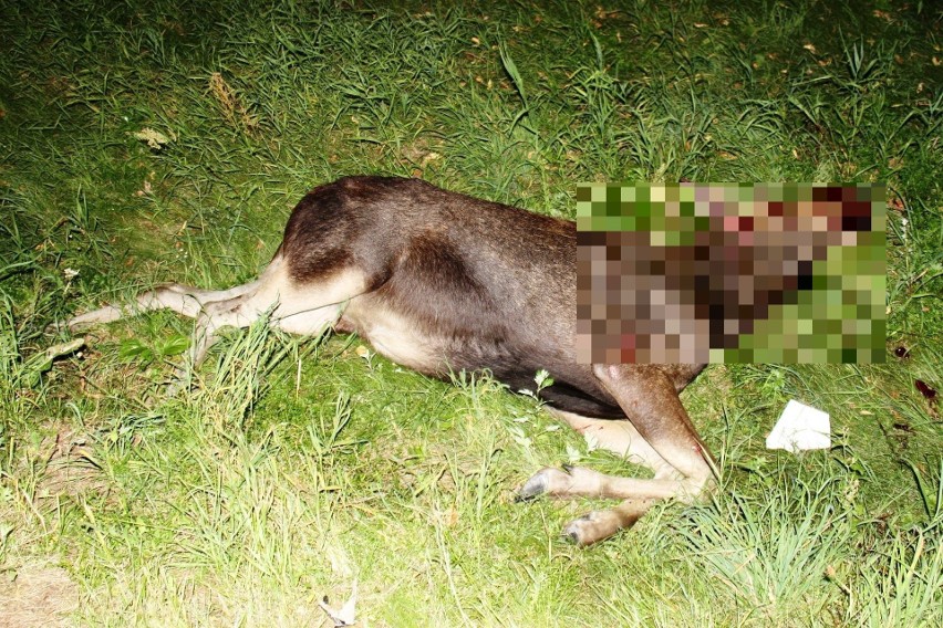 Bogusze - Grajewo: Wypadek na DK 65. Łoś wybiegł przed dwie osobówki. Zwierzę zginęło na miejscu (zdjęcia)