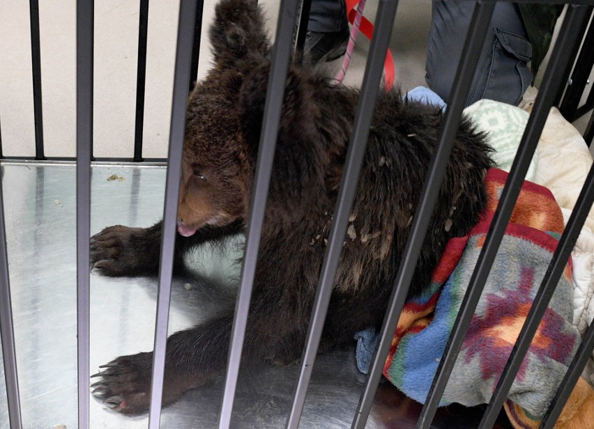 Niedźwiadek przez ponad tydzień był leczony w Ośrodku...