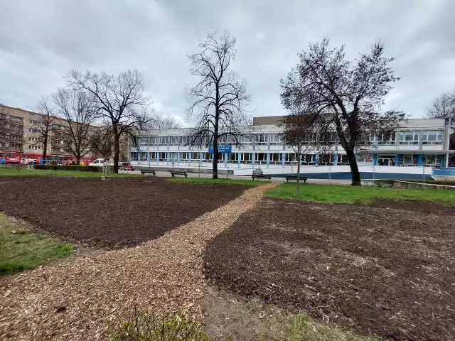 Mikrolas wyrośnie na placu przed Szkołą Podstawową nr 71 na Podwalu. Miejsce jest już przygotowane. 21 marca zostanie posadzonych tutaj ponad 600 sadzonek.