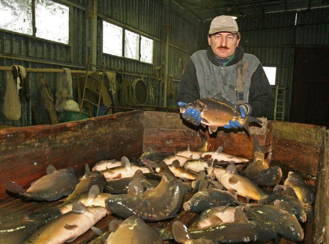 W gospodarstwie rybackim Tadeusza Michasia w podłódzkim Bełdowie za kilogram karpia zapłacimy w tym roku od 10 do 12 zł. Niższa cena obowiązuje przy zakupie hurtowym