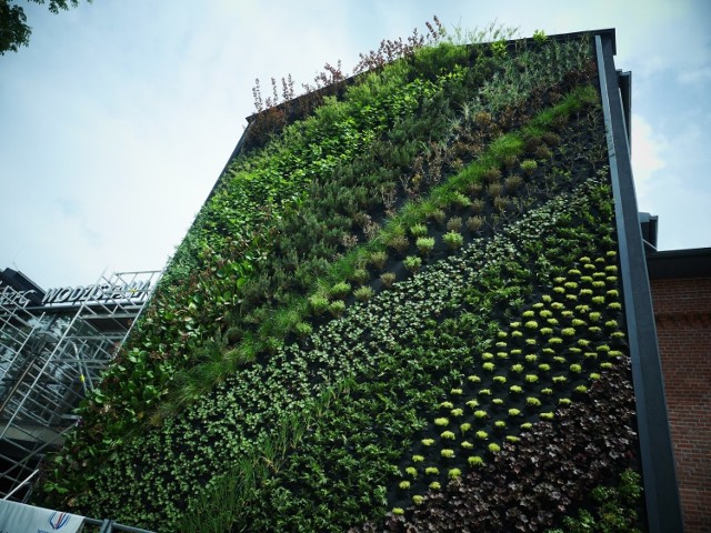 W Wodzisławiu roślinami została już ozdobiona jedna ze ścian Dworca Kolejowego. Kolejna &quot;zielona ściana&quot; stanie na rynku.