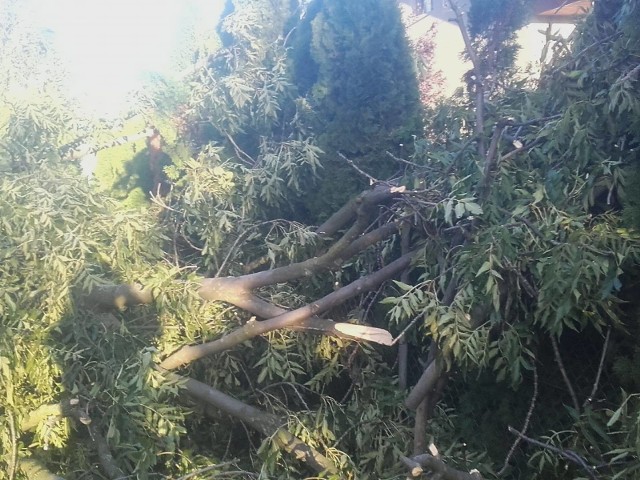 Spore drzewo spadło na posesję w Nakle w pow. przemyskim. Uszkodzony został dach domu mieszkalnego. Na miejscu pracowali strażacy z OSP Stubno.
