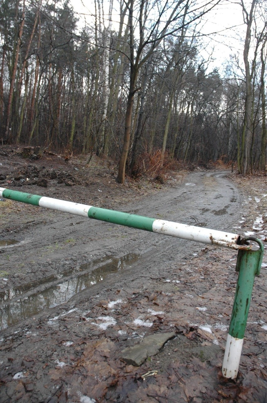 Las Borkowski. Krakowski magistrat obiecuje i tłumaczy