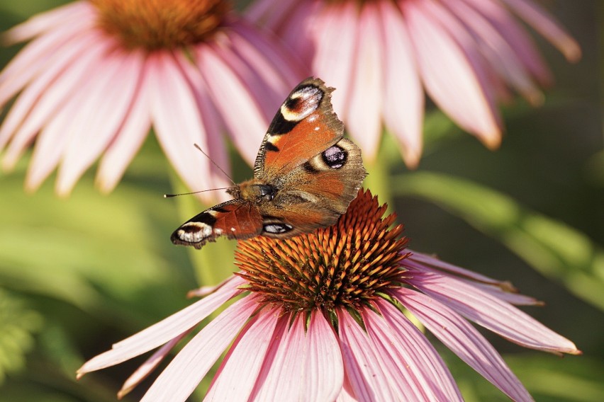 Jeżówka purpurowa (Echinacea purpurea)....