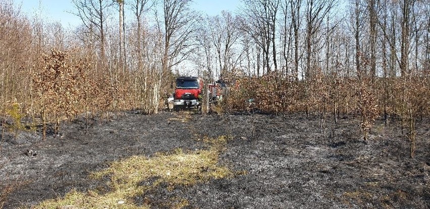 Pożar lasu przy ulicy Cegielnianej w Starachowicach. W akcji 8 zastępów straży pożarnej