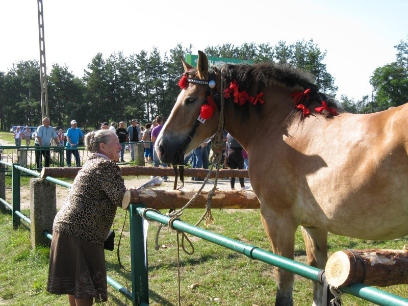 Wystawa koni w Suchowoli