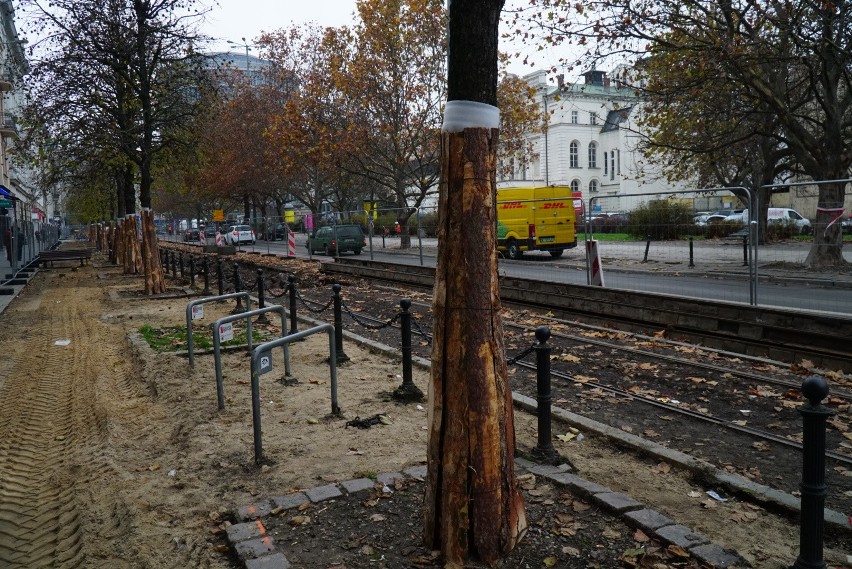 Drzewa na ul. 27 grudnia w Poznaniu zabezpieczone.