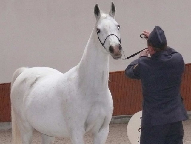 Siwa Diorama, ośmioletnia córka ogiera Gazal Al Shaqab uzyskała najwyższą cenę sobotniego przetargu.