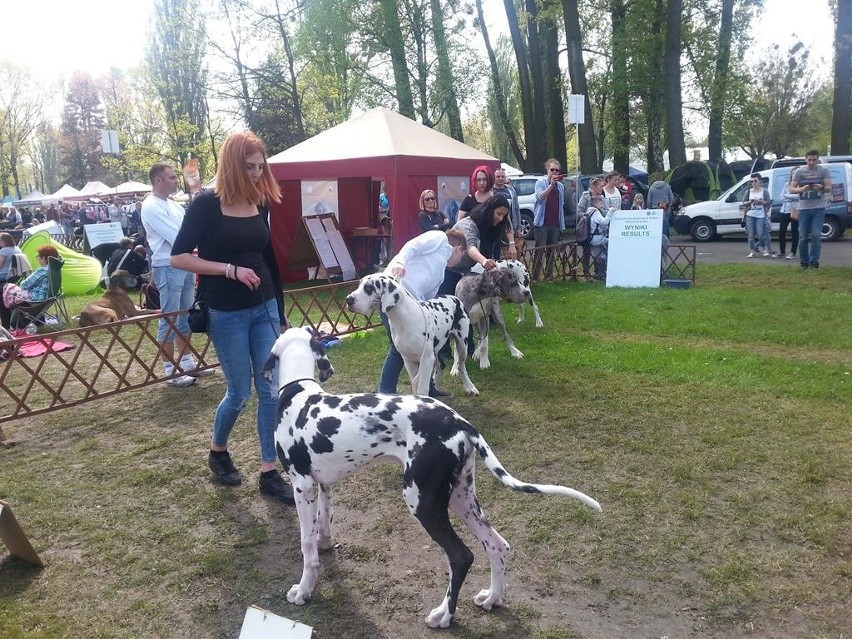 Wystawa psów i kotów rasowych [zdjęcia]