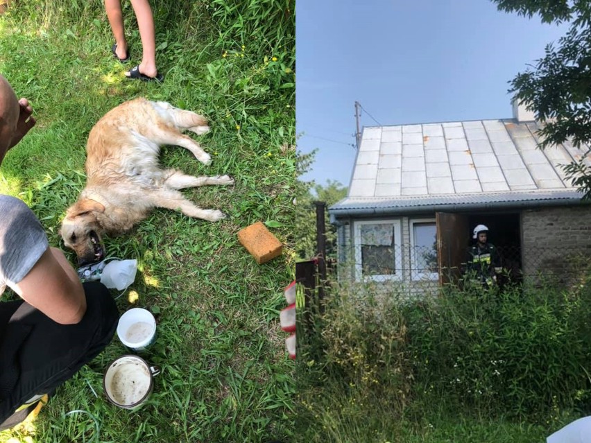 Pożar domu w Celejowie w pow. puławskim. Strażacy podali rannemu psu mu tlen. Zobacz