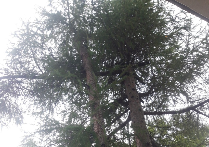 Gdynia: Adres widmo w decyzji na wycinkę drzew wydanej przez pracownika Urzędu Marszałkowskiego w Gdańsku. Jest nieważna? 