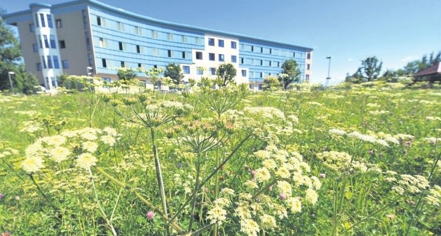 Plantacja na zapleczu ZUS w Koszalinie. Urzędnicy miejscy sprawdzą, co to za roślina i czy jest niebezpieczna.