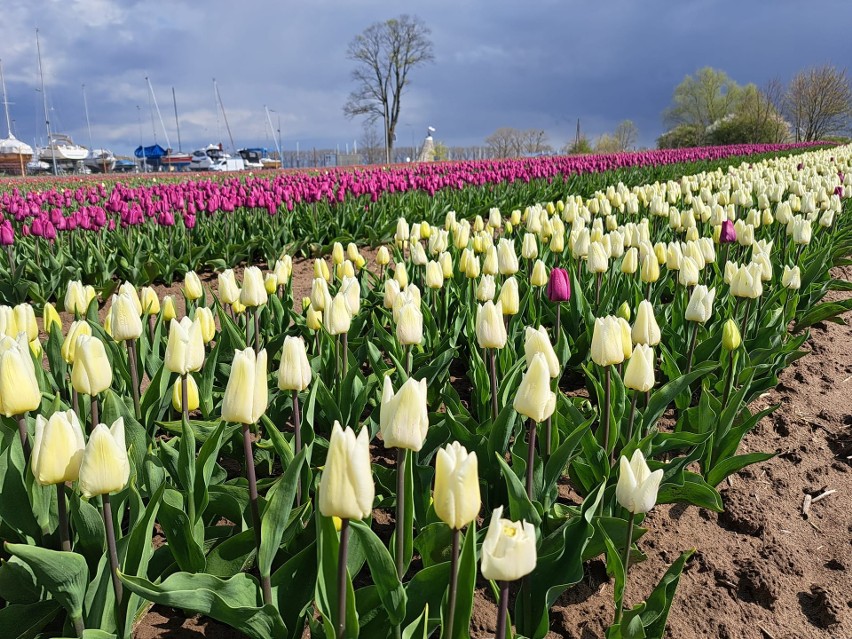 W tym roku w ogrodzie rośnie około 20 odmian tulipanów