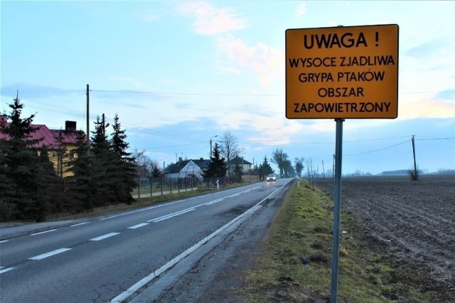 Wojewoda kujawsko-pomorski wydał rozporządzenie o zwalczaniu ptasiej grypy na terenie dwóch powiatów: sępoleńskiego i tucholskiego.