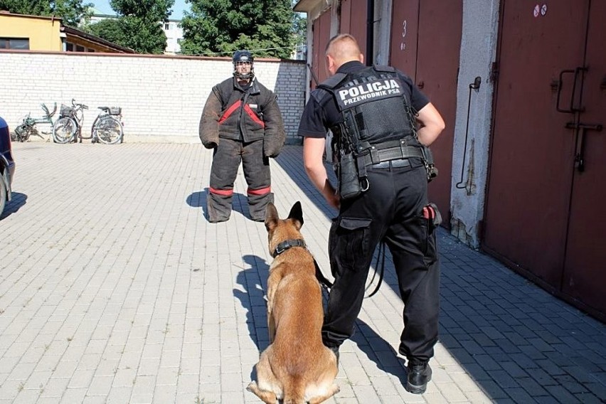 Policyjne psy systematycznie uczestniczą w szkoleniach...