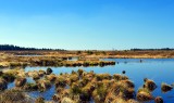 Rusza ogólnopolski projekt ochrony torfowisk i mokradeł – Wetlands Green Life. Jego budżet to 35 mln euro. W czym ma pomóc?