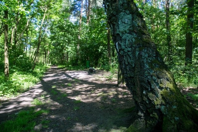 Zaginiona 62-letnia Ewa z Warszawy odnaleziona w lesie