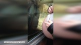 Anglia: Orangutan w zoo oczarowany brzuszkiem ciężarnej. Nie mógł się od niego oderwać
