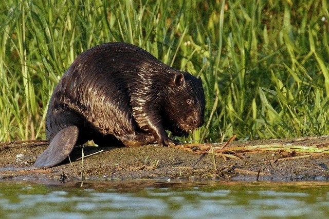 Bóbr europejski (Castor fiber vistulanus) - żeremie w rozlewisku Wisły, okolice Tczewa