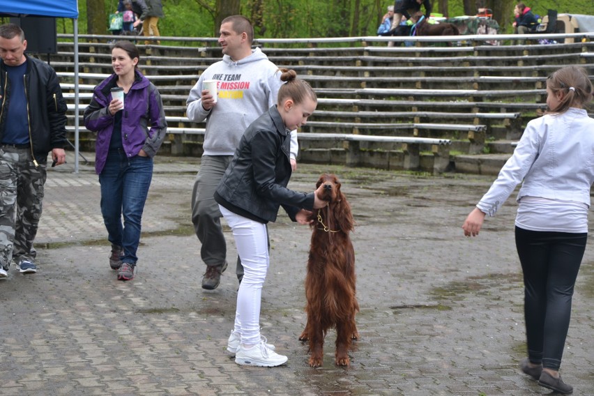 Tłumy na wystawie psów w Rybniku-Kamieniu GALERIA