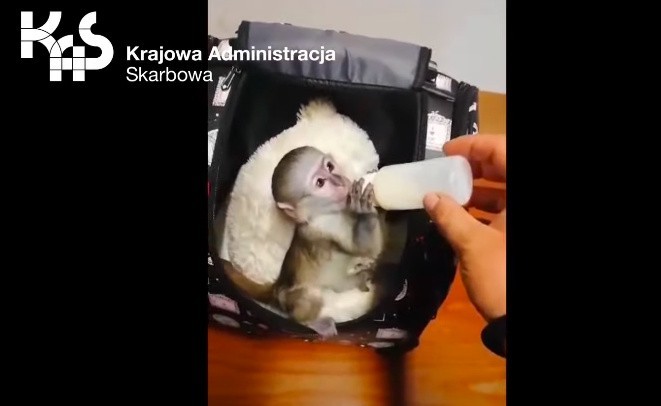 Chroniona małpka kapucynka na polsko-ukraińskiej granicy w Korczowej [ZDJĘCIA, WIDEO]