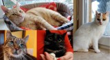 Koty do adopcji Poznań: Piękne koty i kociaki z fundacji Animal Security czekają na dom. Znajdziesz wśród nich futrzanego przyjaciela?