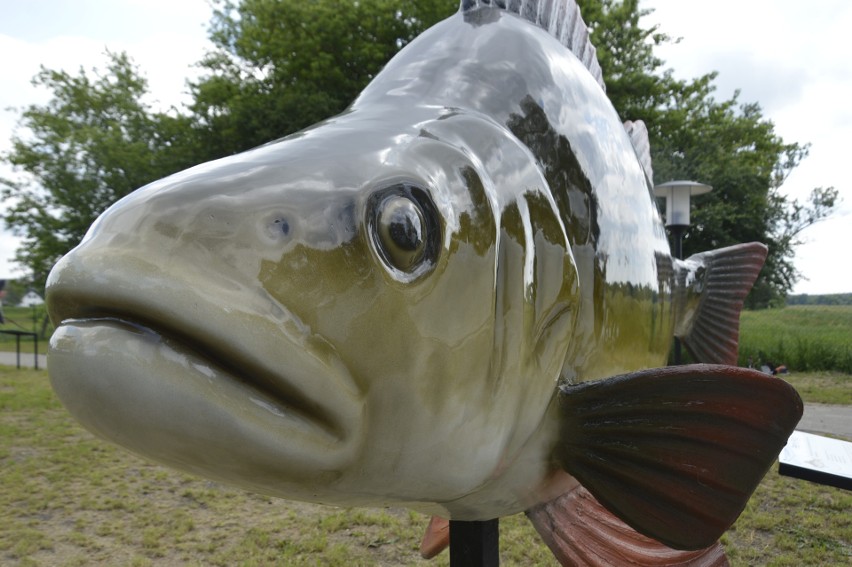 Skwierzyński park Ryb został otwarty w 2019 r. Inwestycja...