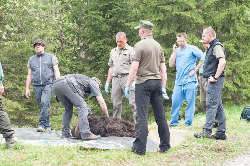 Ciężko rannego niedźwiedzia Eryka uśpili pracownicy TPN-u....