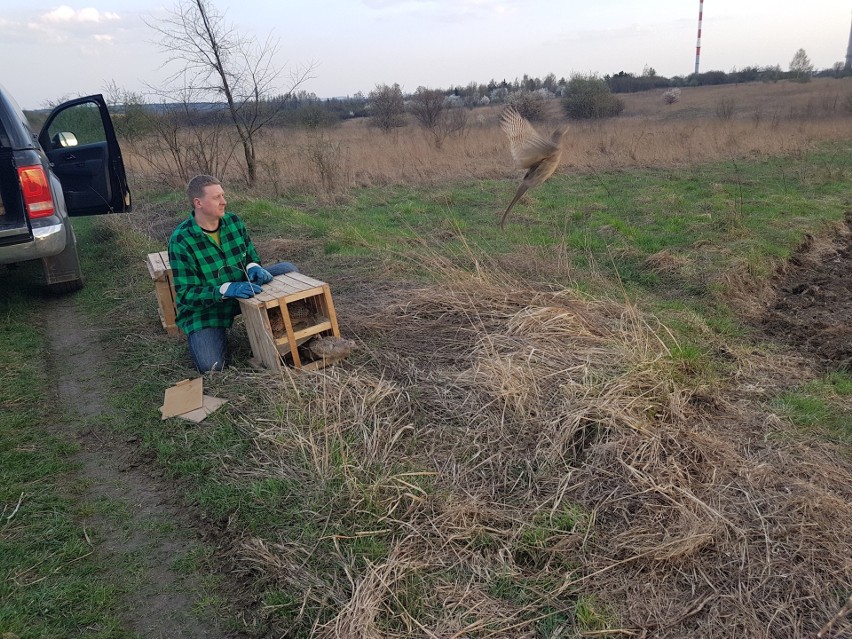 Dąbrowa Górnicza: bażanty poszły w las ZDJĘCIA