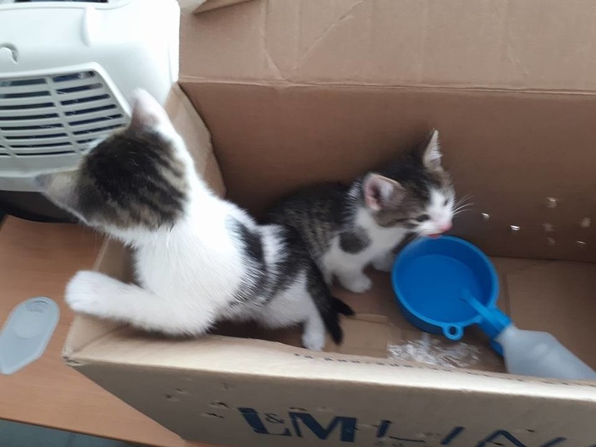 Trzy małe koty, zamknięte w kartonowym pudle, znalazło dwóch...