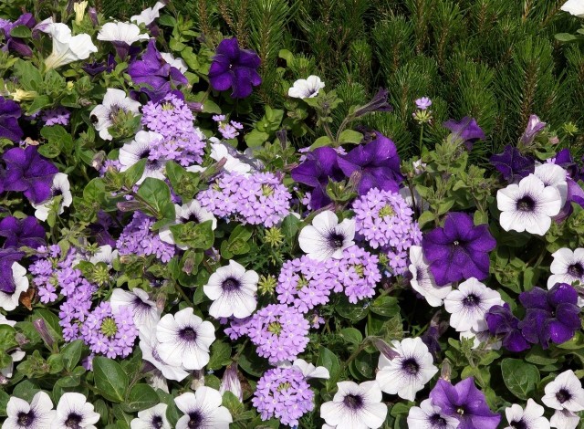 Fioletowe kwiaty mają wiele odcieni. Można skomponować z nich rabatę (lub doniczkę), albo posadzić z kwiatami w innych kolorach.