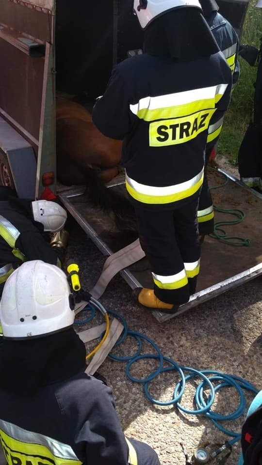 Sokoły Jeziorne. Pod koniem zerwała się podłoga. Strażacy ruszyli na pomoc (zdjęcia)