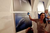 “Wieloryby z Królestwa Tonga” - to tytuł wystawy, którą od wczoraj można oglądać w Centrum Edukacji Ekologicznej w Brodnicy