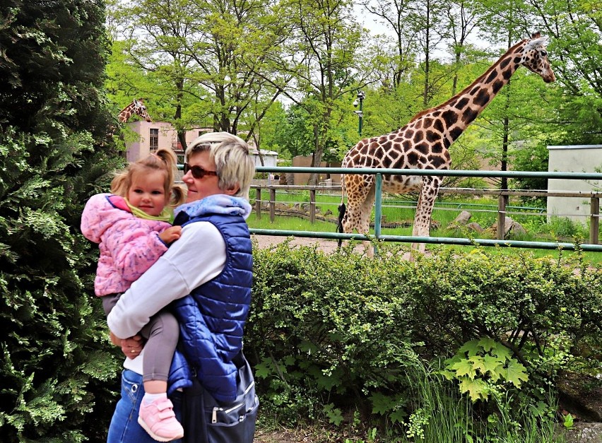 Tłumy odwiedziły łódzkie ZOO. To pierwszy weekend po otwarciu.