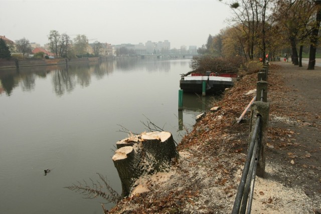 Na bulwarze Dunikowskiego pojawi się 51 drzew